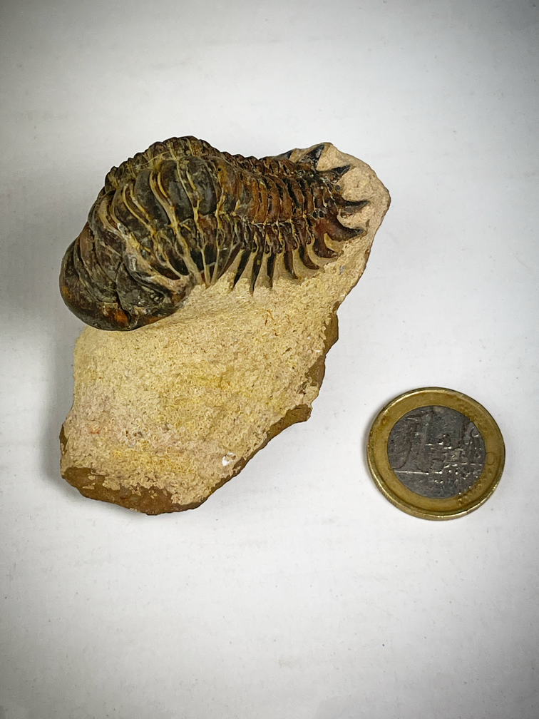Crotolocephalus de trilobites en matriz - 7,1 cm (2,80 inch)
