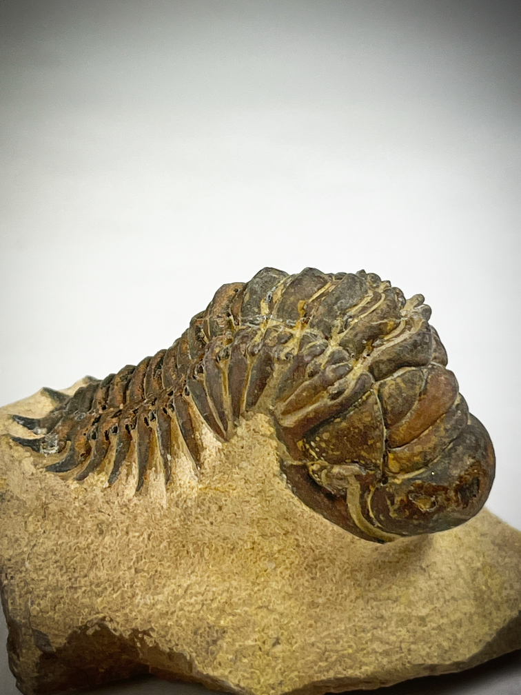 Trilobiet Crotolocephalus in Matrix - 7,1 cm (2,80 inch)