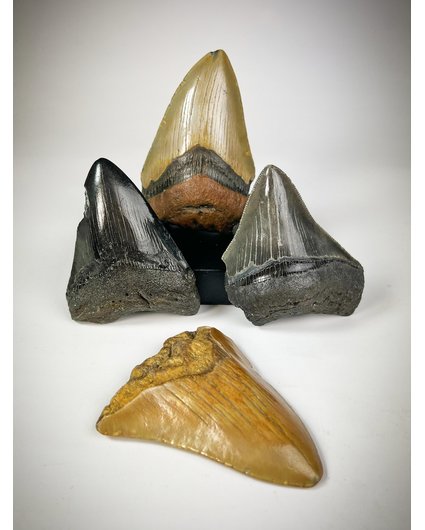 "Dents de mégalodon 4 couleurs - La plus grande dent de "Stone Henge" mesure 8,8 cm