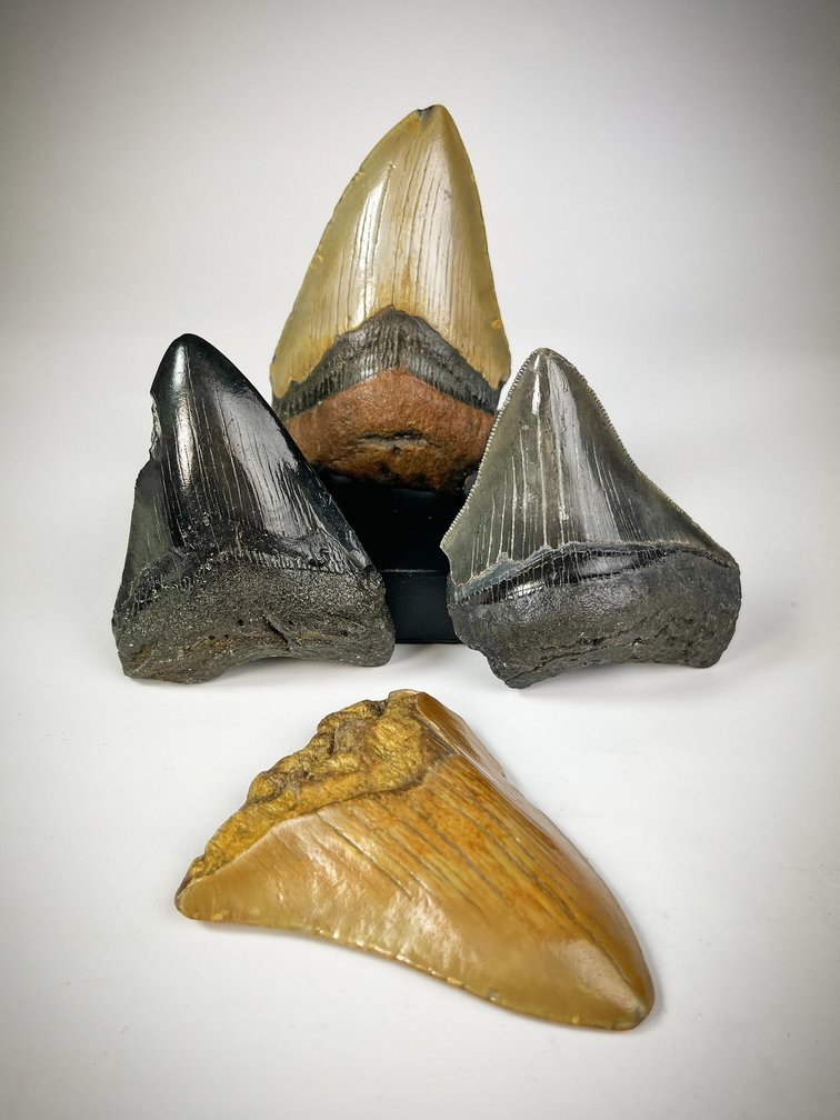 "Megalodon tanden 4 kleuren set" - "Stone Henge" grootste tand 8,8 cm