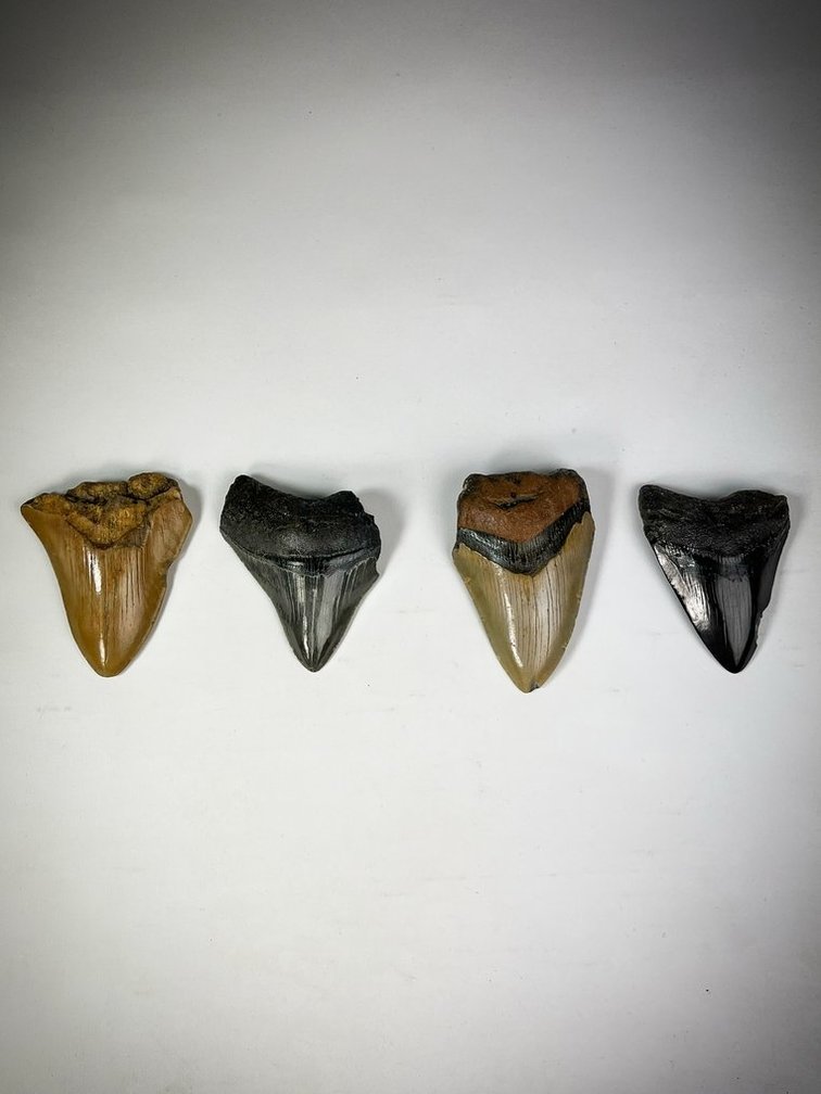 "Megalodon-Zähne im 4-Farben-Set" - "Stone Henge" größter Zahn 8,8 cm