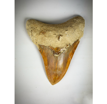 Dente di Megalodon "Rosso" " The Fragile" (Indonesia) 12,7 cm (5,00 in)