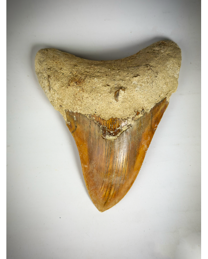 Diente "Rojo" de Megalodon " The Fragile" (Indonesia) 12.7 cm - (5.00 in)