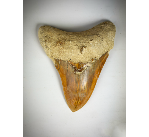 Diente "Rojo" de Megalodon " The Fragile" (Indonesia) 12.7 cm - (5.00 in)