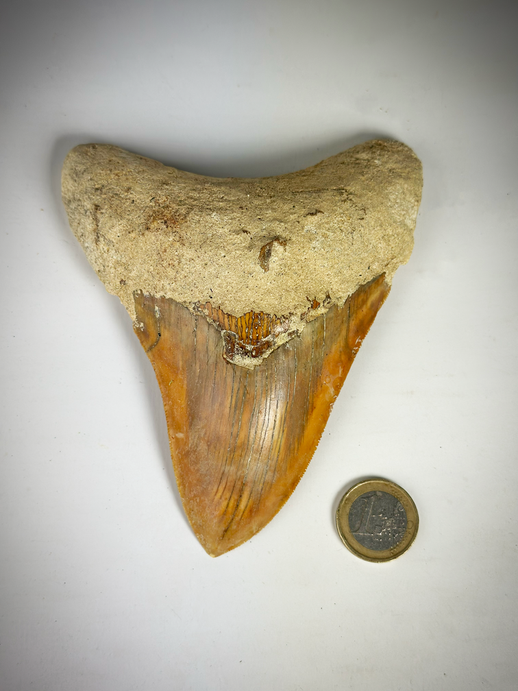 "Rode" Megalodon Tand "The Fragile" (Indonesië) 12,7 cm - (5,00 inch)