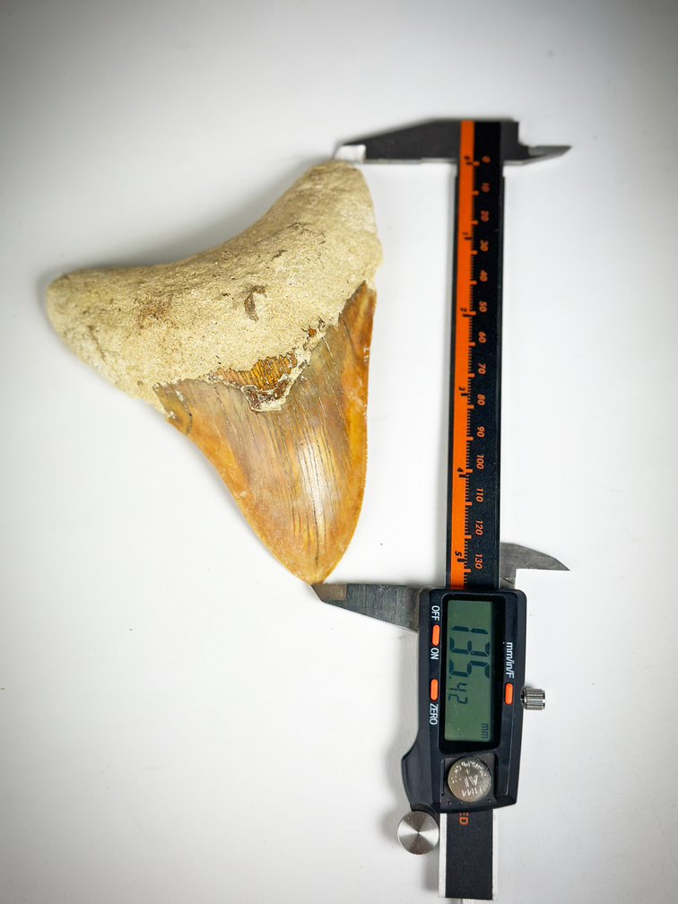 Dent de mégalodon "rouge" "The Fragile" (Indonésie) 12,7 cm - (5.00 in)