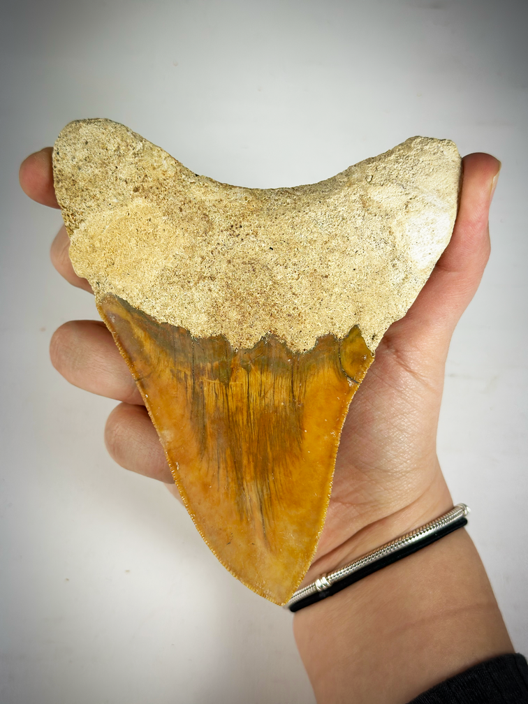 "Red" Megalodon Tooth "The Fragile" (Indonesia) 12.7 cm - (5.00 in)