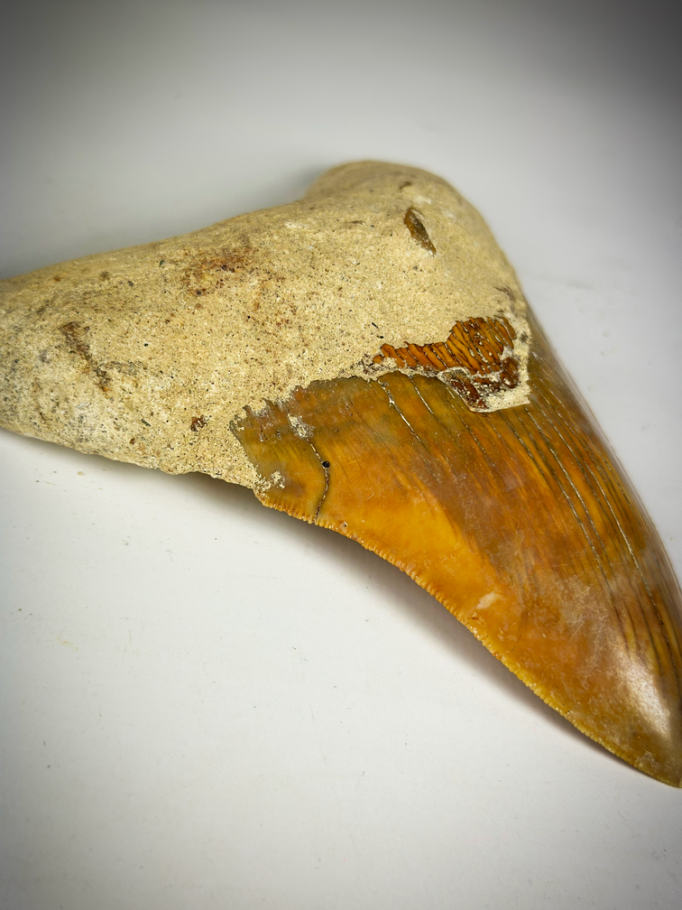 "Red" Megalodon Tooth "The Fragile" (Indonesia) 12.7 cm - (5.00 in)