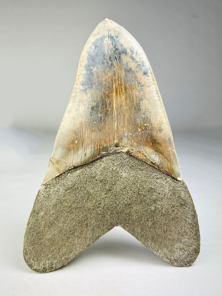 Megalodon Tooth "Giant Snake" (Indonesia) - 19,5 cm