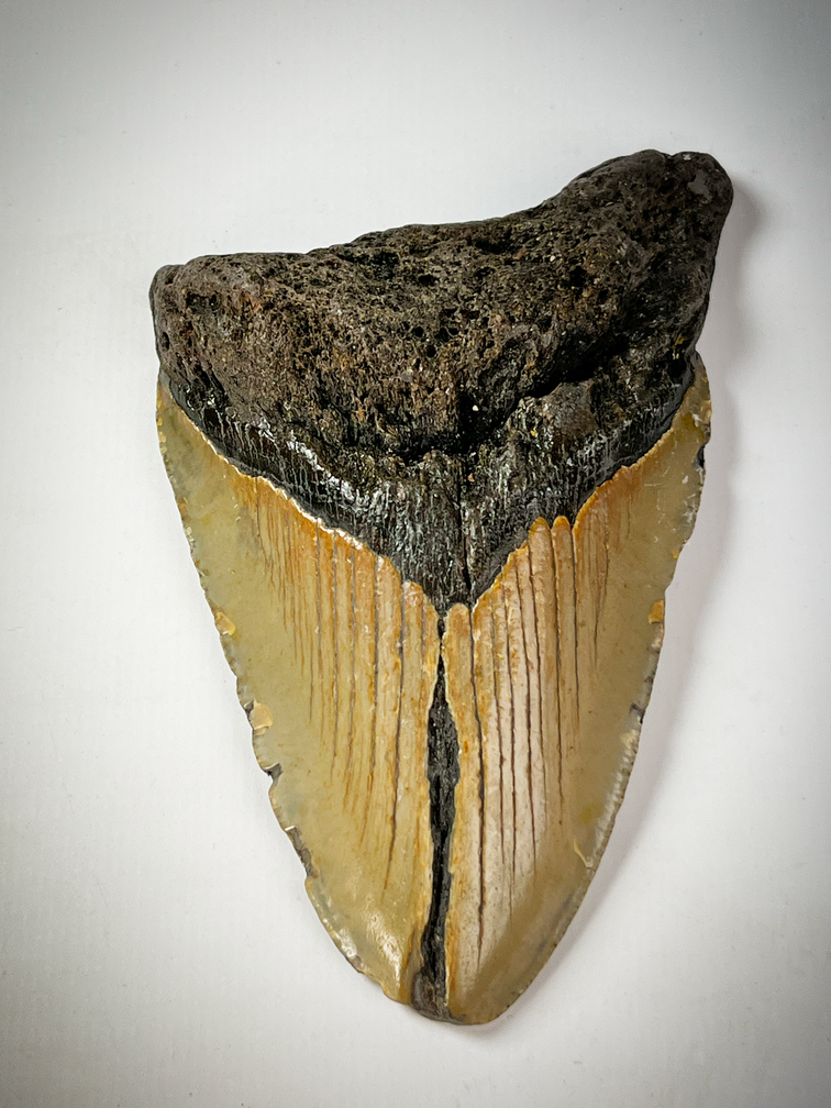 Megalodon Tooth "Dark Age" (US) - 11.2 cm - 90% tooth