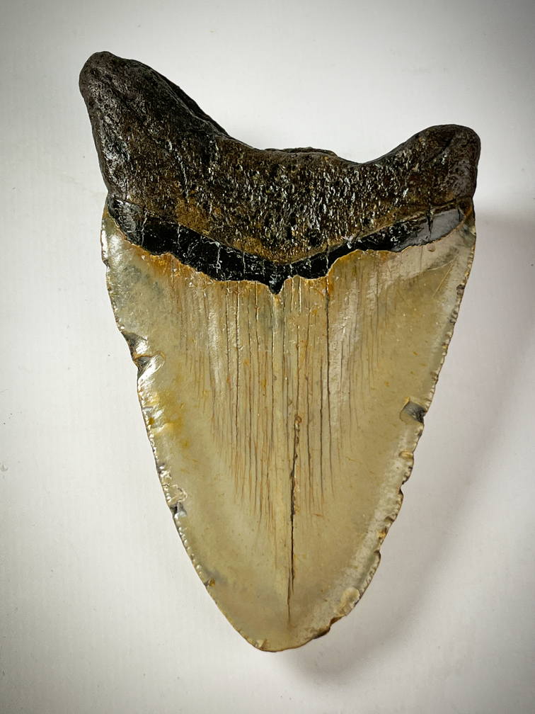 Dent de Megalodon "Dark Age" (US) - 11.2 cm - 90% de la dent