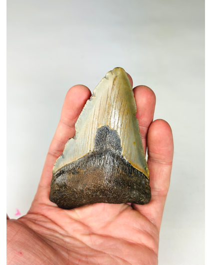 Megalodon Tand "Centuries Secret" (VS) - 9,3 cm