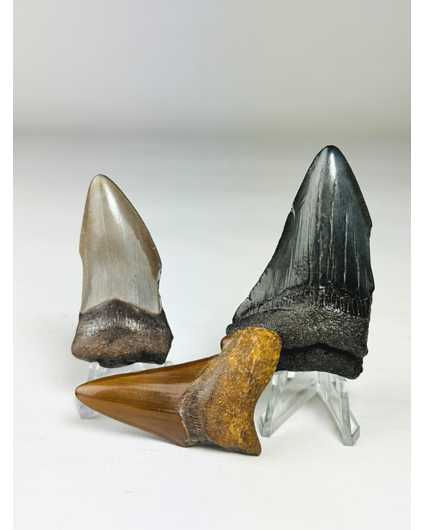 Megalodon teeth 3-colour set - "Knight's Council" largest tooth 6.4 cm