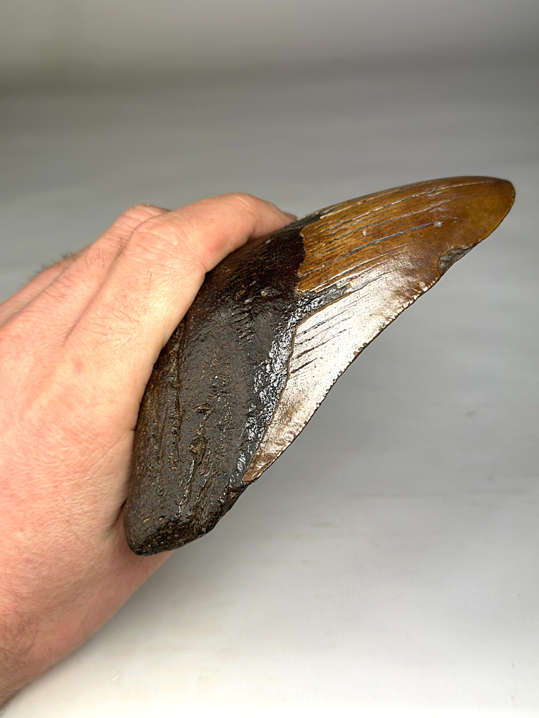 Dente di Megalodonte "Colossal Fire" (VS) - 13 cm