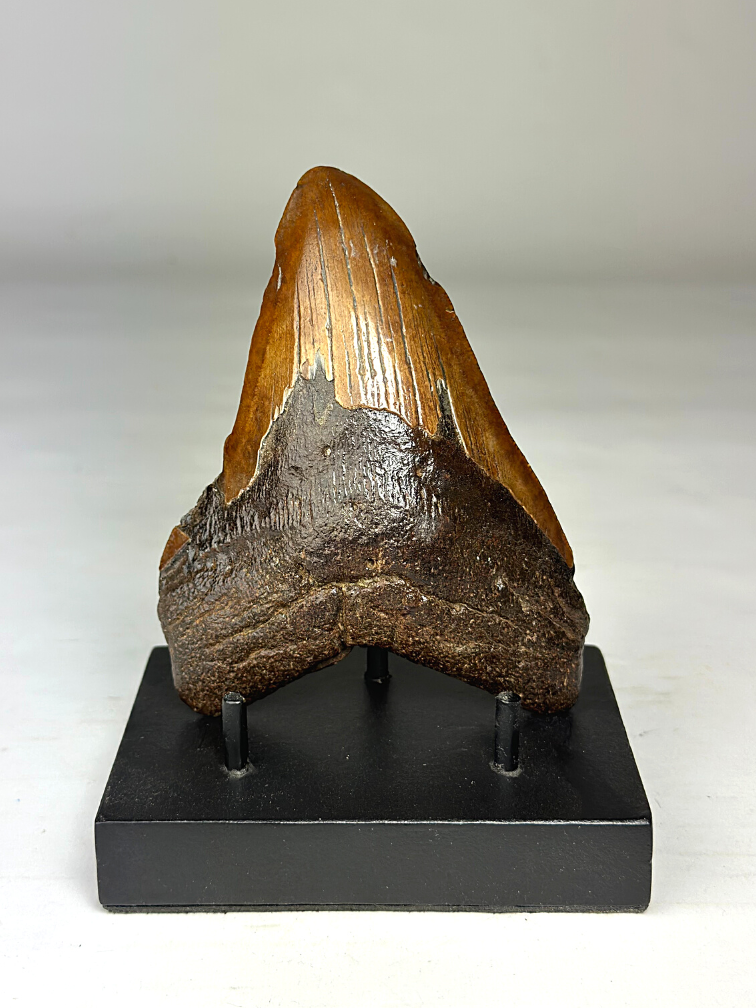 Dente di Megalodonte "Colossal Fire" (VS) - 13 cm