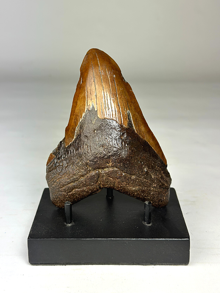 Megalodon Tooth "Colossal Fire" (VS) - 13 cm