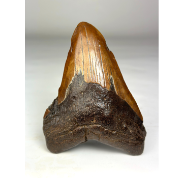 Megalodon Tooth "Colossal Fire" (VS) - 13 cm