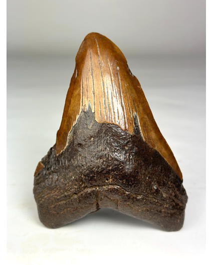 Dente di Megalodonte "Colossal Fire" (VS) - 13 cm