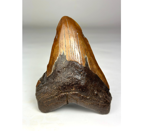 Megalodon Tooth "Colossal Fire" (VS) - 13 cm