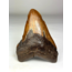 Megalodon Tooth "Colossal Fire" (VS) - 13 cm
