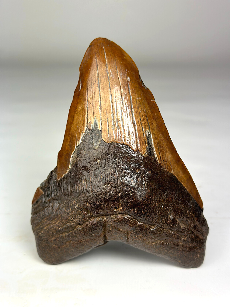 Dente di Megalodonte "Colossal Fire" (VS) - 13 cm