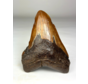 Megalodon Tooth "Colossal Fire" (VS) - 13 cm