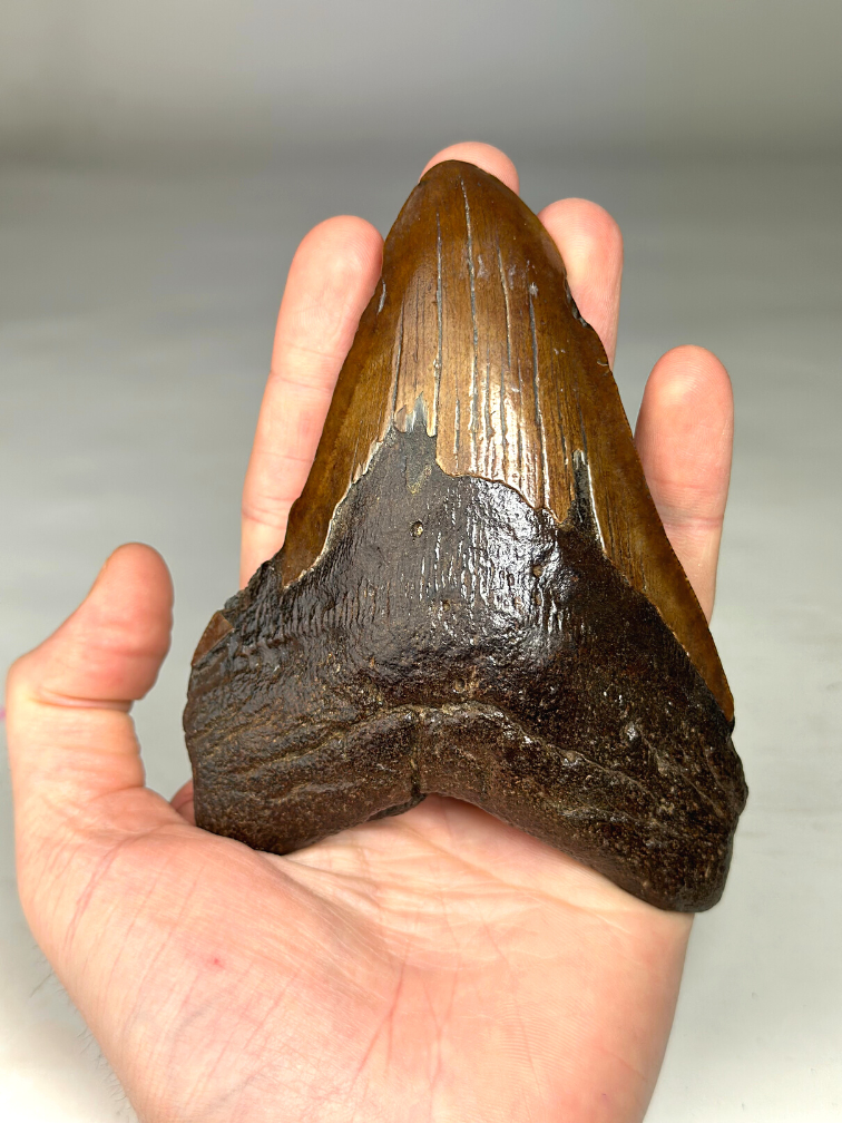 Dente di Megalodonte "Colossal Fire" (VS) - 13 cm