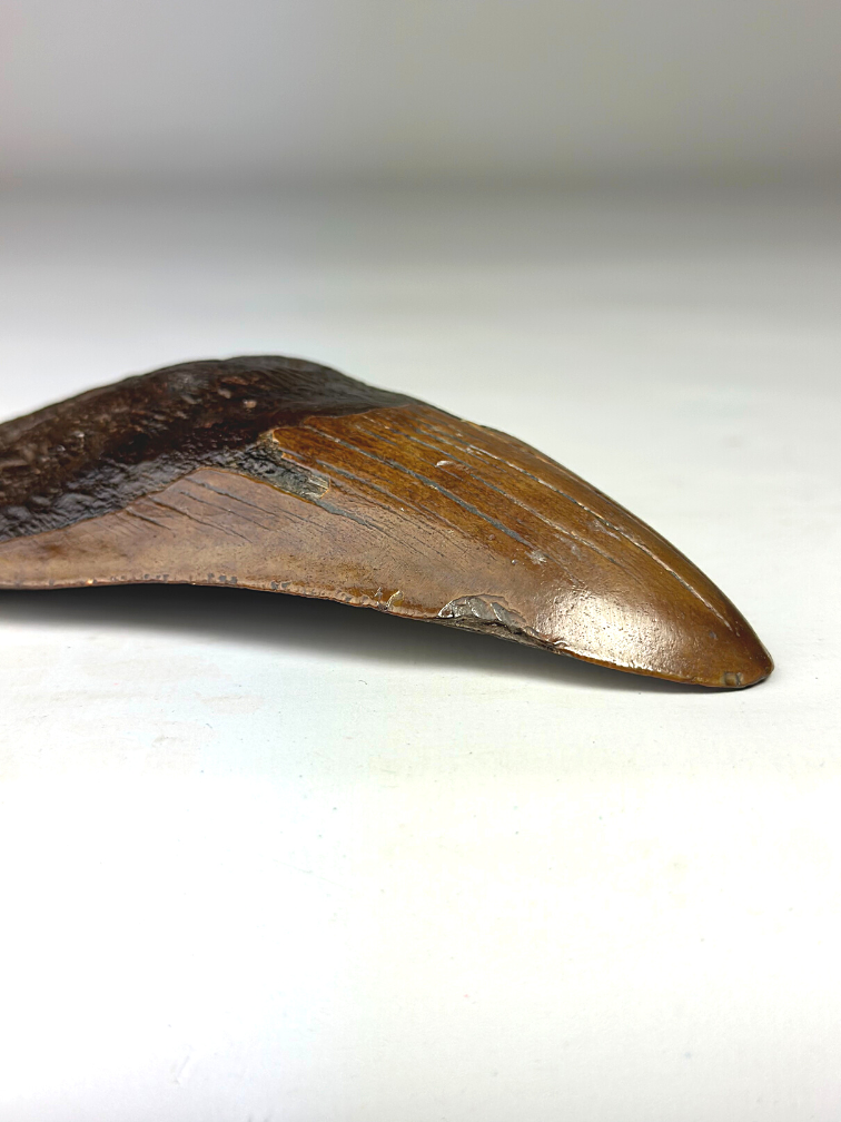 Megalodon Tooth "Colossal Fire" (VS) - 13 cm