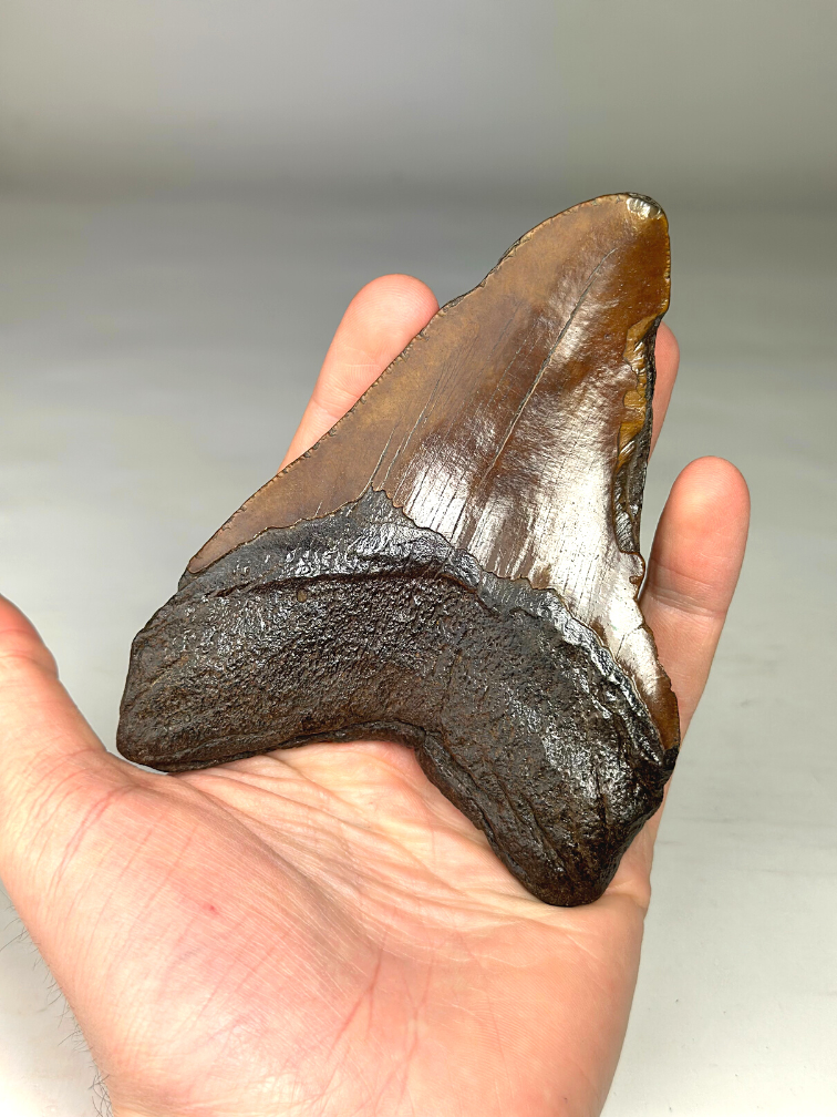 Dente di Megalodonte "Colossal Fire" (VS) - 13 cm