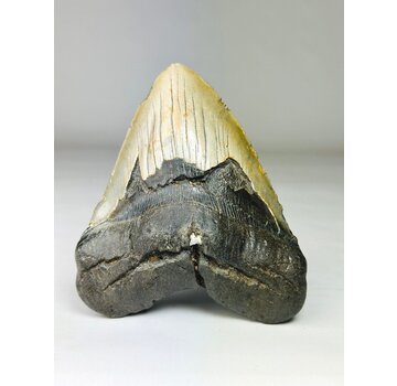 Diente de Megalodon " Weighted Soul " (US) - 13.6 cm