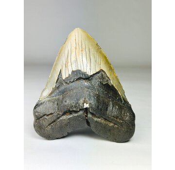 Megalodon-Zahn "Weighted Soul" (US) - 13,6 cm