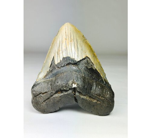 Diente de Megalodon " Weighted Soul " (US) - 13.6 cm