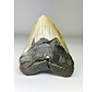 Megalodon Tand "Weighted Soul" (VS) - 13,6 cm