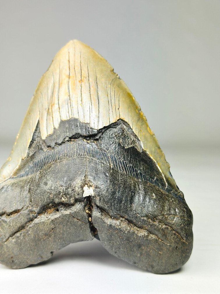 Dente di Megalodonte " Weighted Soul" (USA) - 13,6 cm