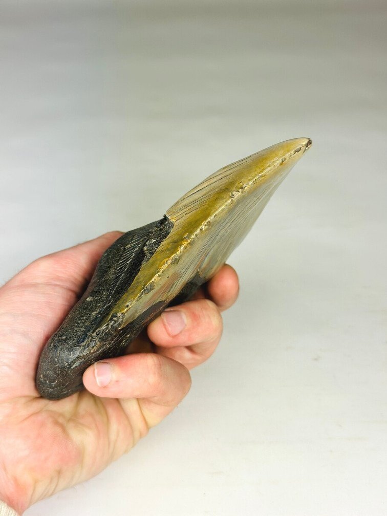 Megalodon Tooth "Weighted Soul" (US) - 13.6 cm