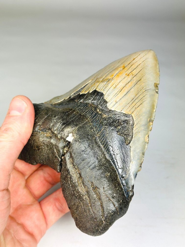 Dente di Megalodonte " Weighted Soul" (USA) - 13,6 cm