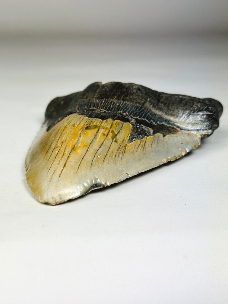 Dente di Megalodonte " Weighted Soul" (USA) - 13,6 cm