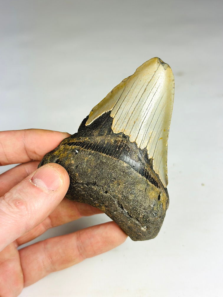 Megalodon Tooth "The Broad" (US) - 9.9 cm