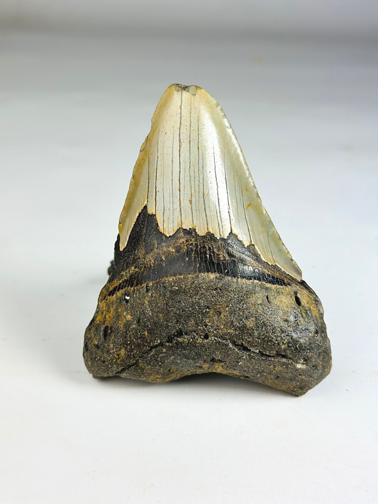 Megalodon Tooth "The Broad" (US) - 9.9 cm