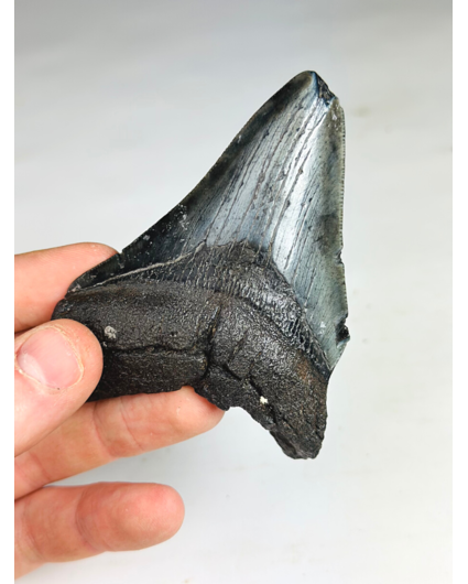 Megalodon-Zahn "Deep Sea Mystery" (US) - 9,7 cm