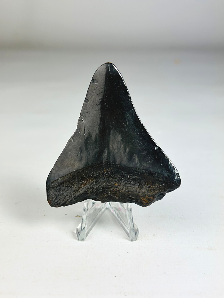 Megalodon Tooth "Darkness Falls" (US) - 6.3 cm