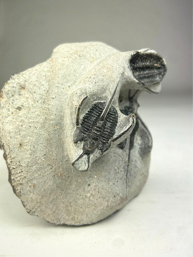 Trilobit 3 Cyphaspis in Matrix - 8.7 cm (3,43 inch)