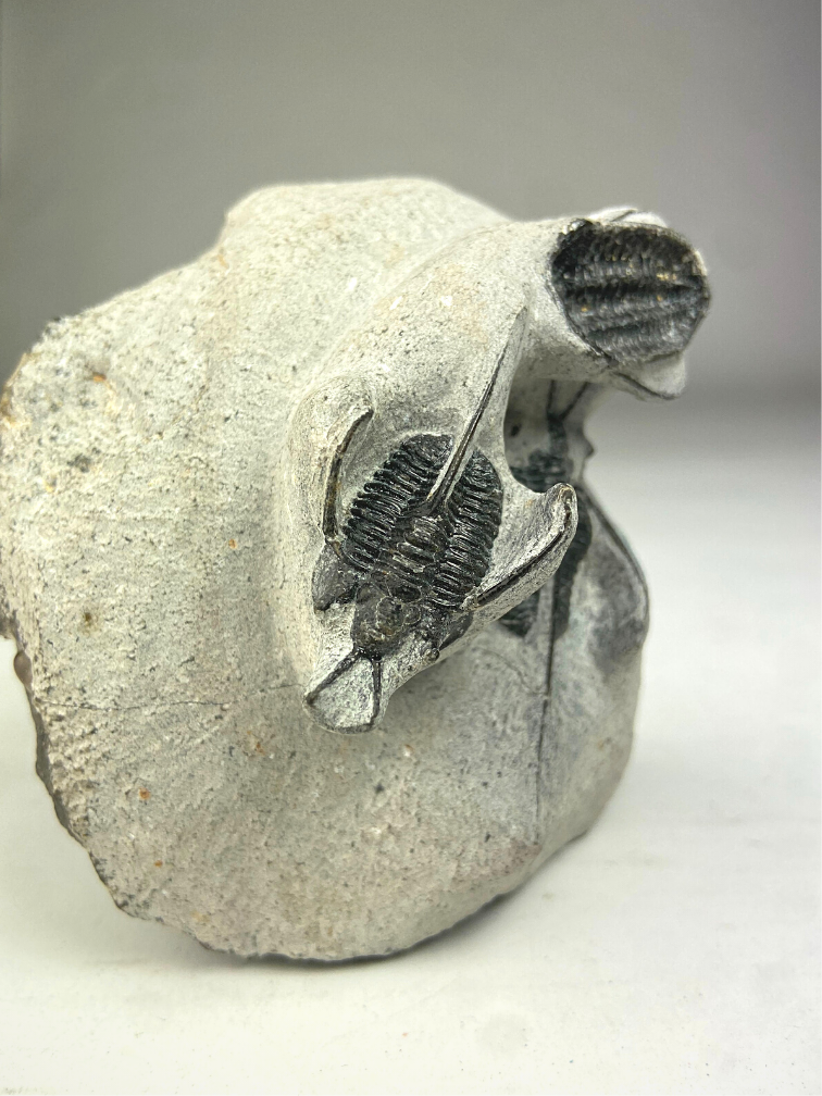 Trilobite 3 Cyphaspis en matriz - 8.7 cm (3,43 inch)