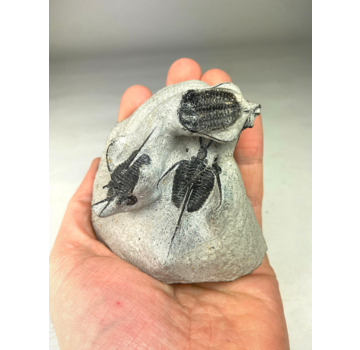 Trilobite 3 Cyphaspis in Matrix - 8.7 cm (3,43 inch)