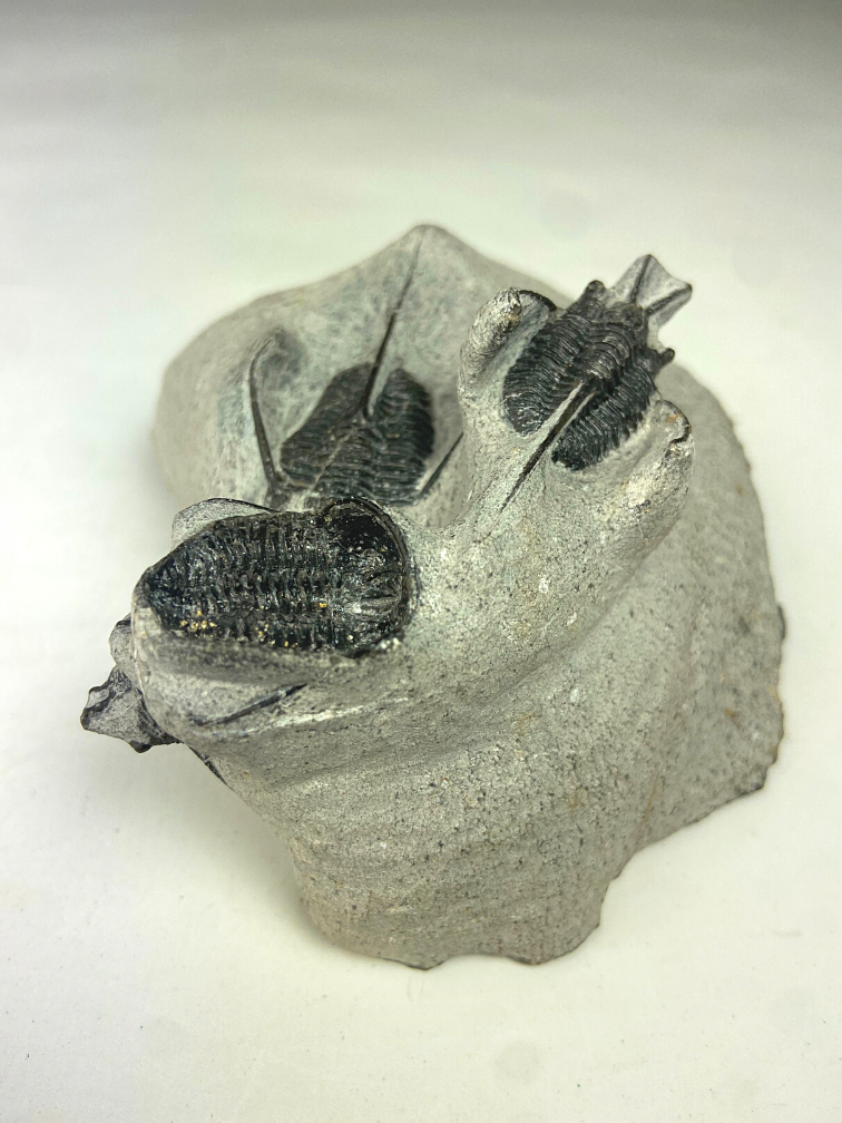 Trilobite 3 Cyphaspis in Matrix - 8.7 cm (3,43 inch)