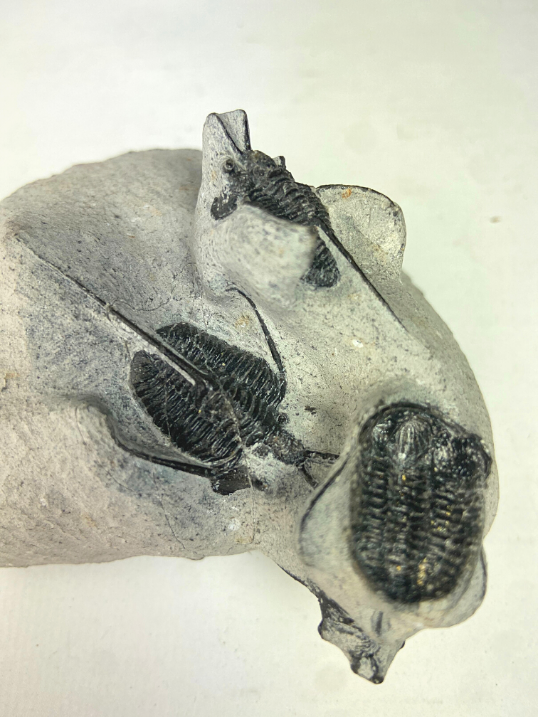 Trilobite 3 Cyphaspis in Matrix - 8.7 cm (3,43 inch)