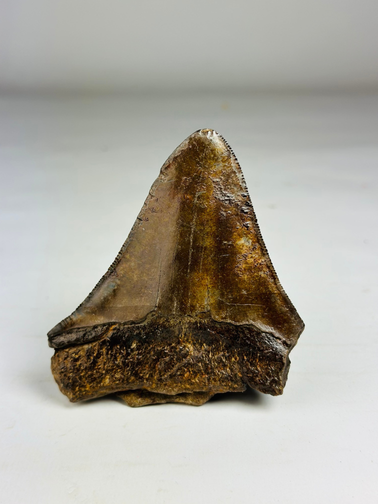 Megalodon Tand "Copper Mine" (VS) - 9,7 cm