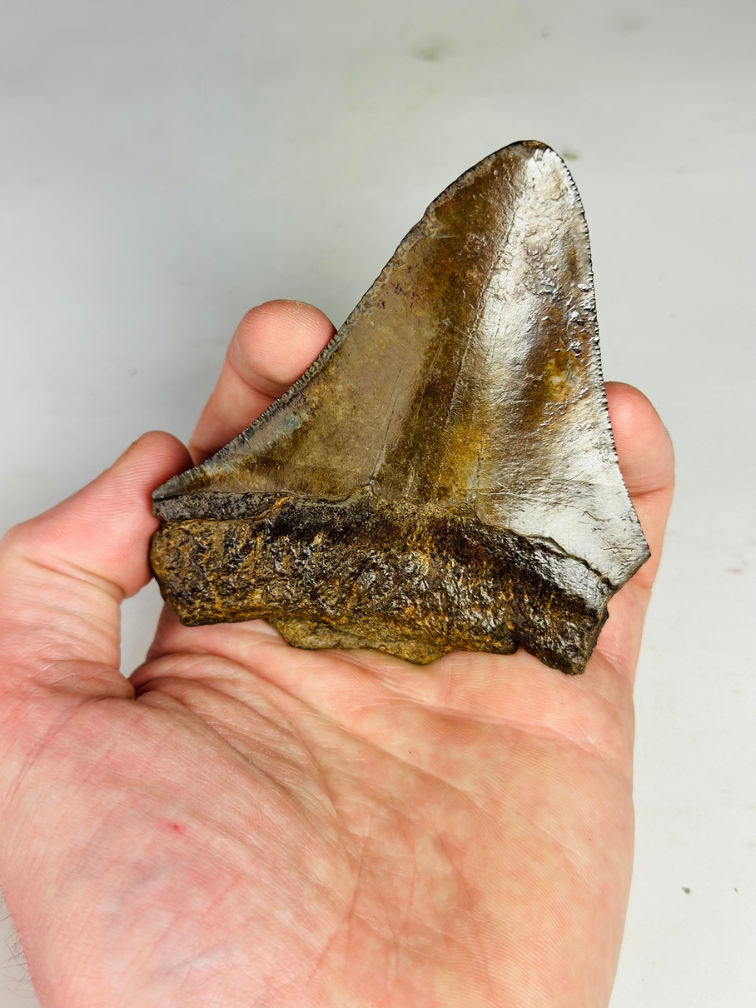 Dente di megalodonte "Copper Mine" (USA) - 9,7 cm
