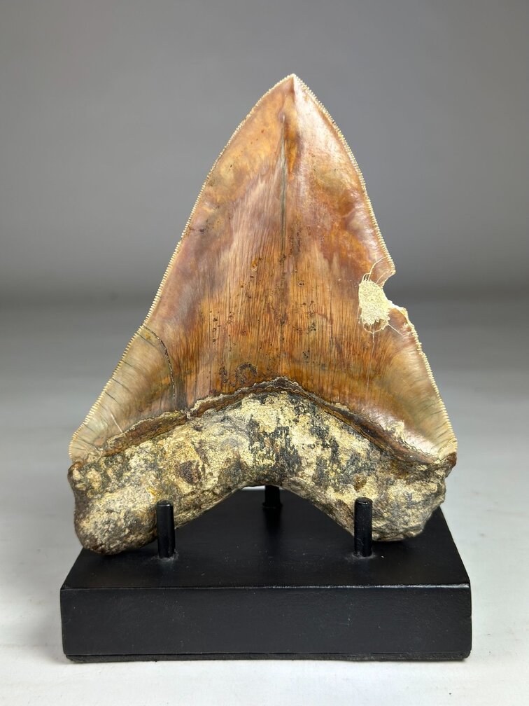 Dente di Megalodon "Red Warrior" US - 14,8 cm