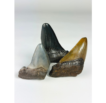 "Megalodon teeth 3 colour set" - "Legendary Trio" largest tooth 7 cm